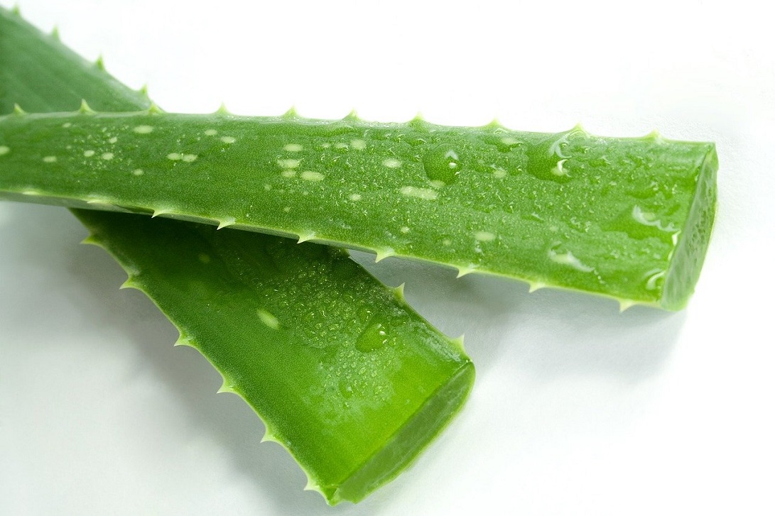Aloes ma działanie antybakteryjne i wzmacnia odporność
